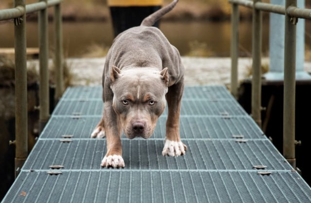 Forex spread watchdog