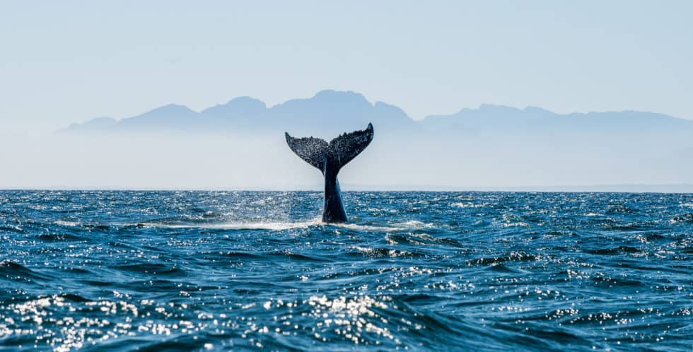 Whale breaching and diving.
