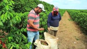 Brazil’s Countryside Farmers Will Now Use a Crypto Coffee Coin