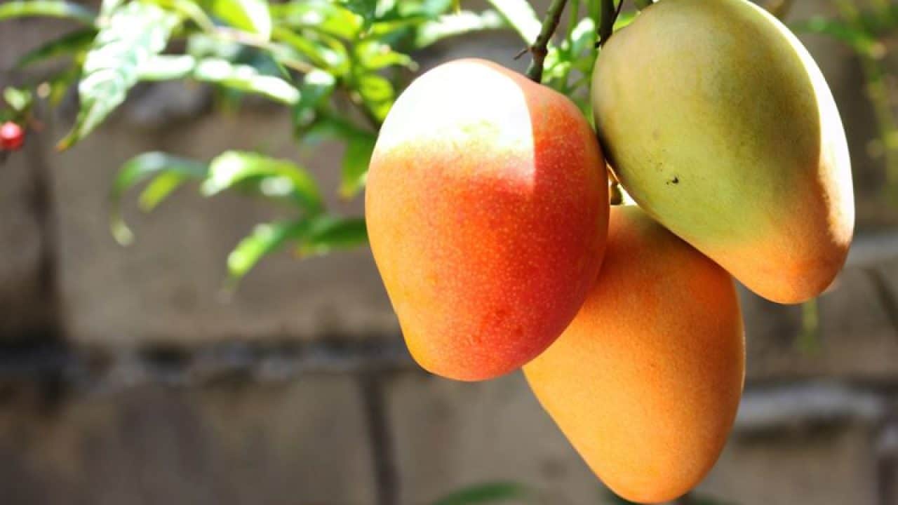 mangos-on-a-tree-1280x720