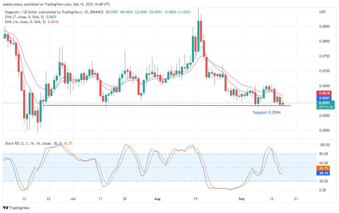 ຫມີສວນ່ຖິ້ມຕະຫຼາດ DOGE ເຂົ້າໄປໃນຄວາມສັບສົນ, TAMA ມາຮອດຄວາມສໍາເລັດ