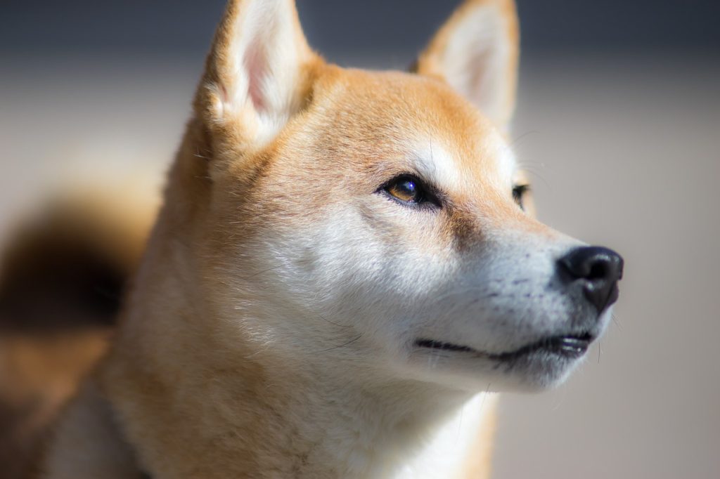 Binance Lists Shiba Inu Among Its Verifiable Assets, Raises Total Verifiable Assets To 13