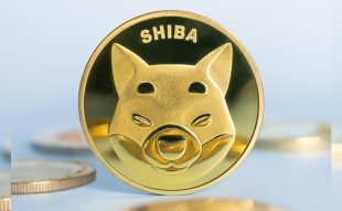 Shiba Inu