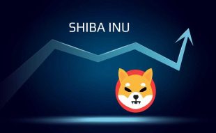 Shiba Inu