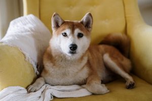 Shiba Inu Burn Rate Soars: More Than 15 Billion Tokens Destroyed in May