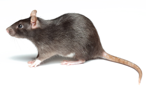 Rats RAT