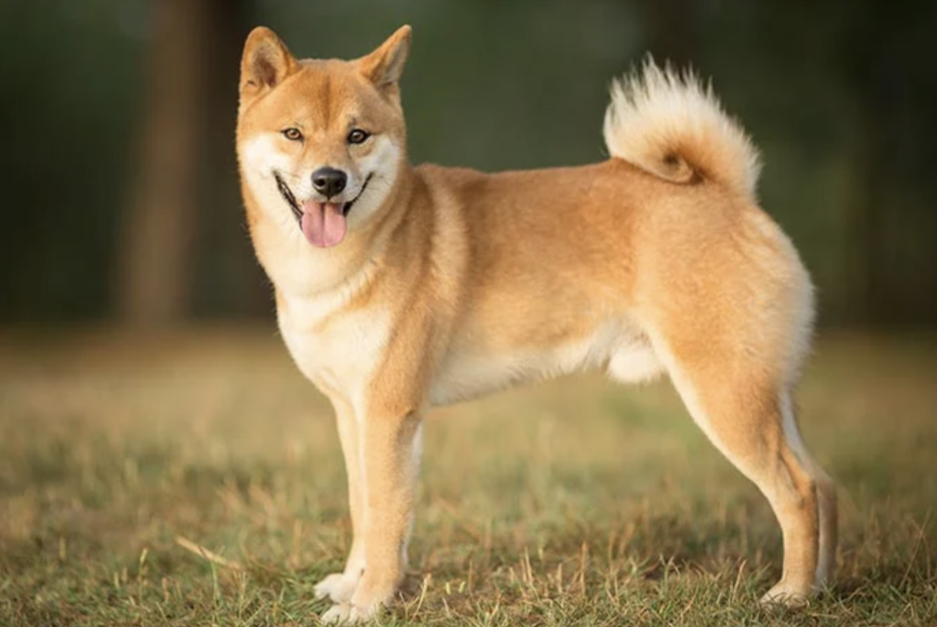 Shiba Inu Price Prediction: Can it Withstand the Fall with Wall Street Memes Token Capturing Investors’ Attention