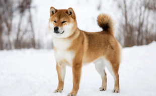 Shiba Inu Price Prediction August 21st