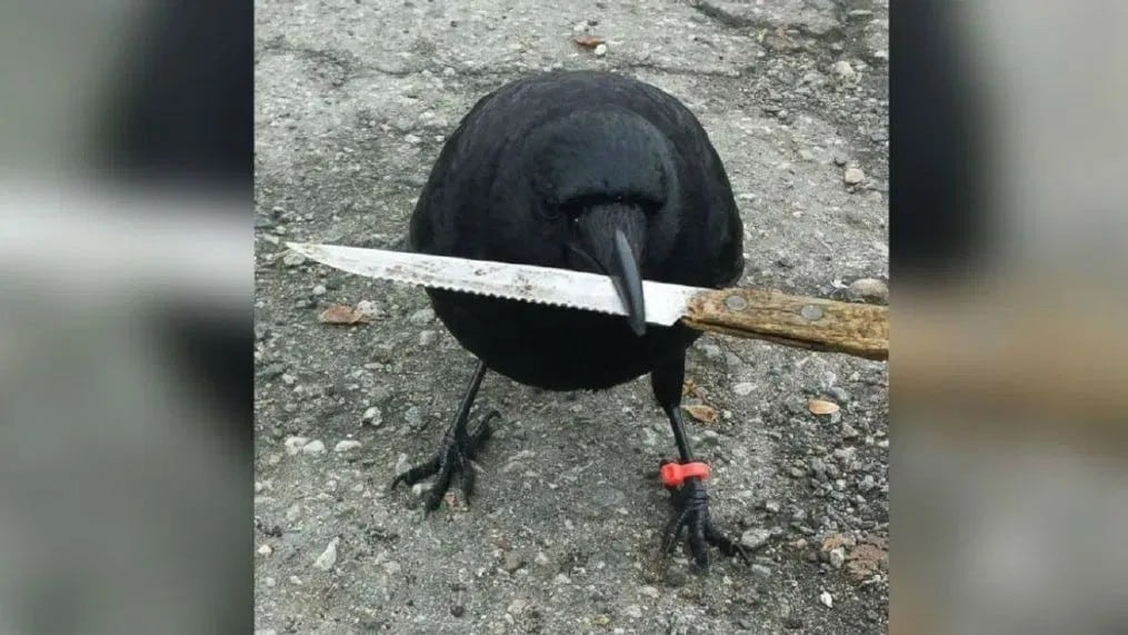 Is It Too Late To Buy CAW? Crow With Knife Price Skyrockets 455% In A Week And Experts Say This Might Be The Next Meme Coin To Explode