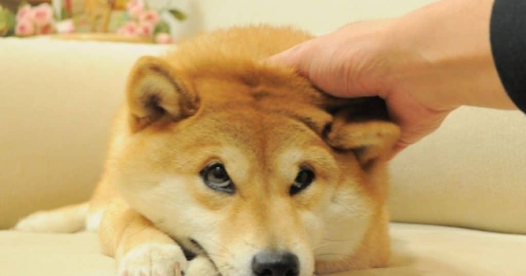 Iconic Dogecoin Mascot And Meme Legend Kabosu, A Shiba Inu Dog, Passes ...