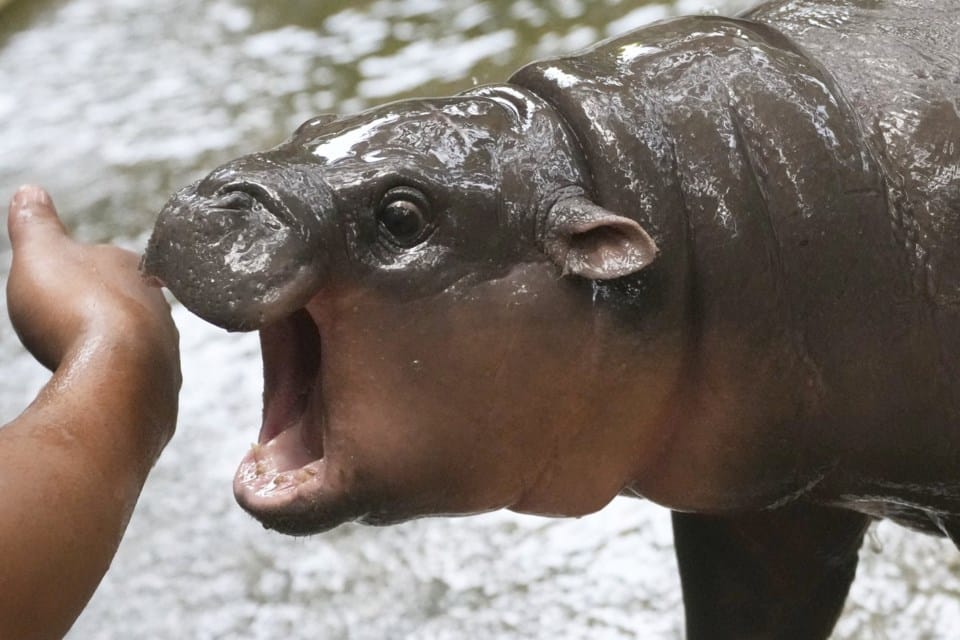 Moo Deng baby hippo