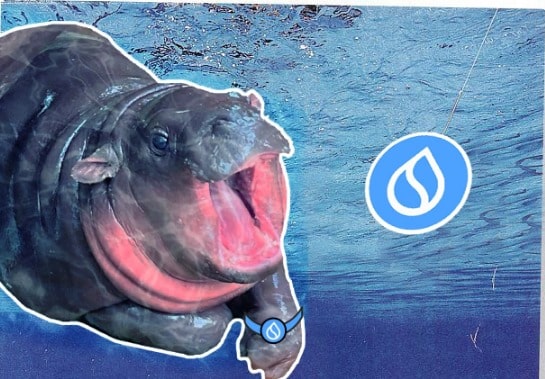 Is It Too Late To Buy HIPPO? Sudeng Price Skyrockets 48% And This Might Be The Next Crypto To Explode