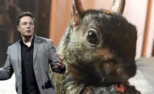 Peanut the Squirrel Price Prediction: PNUT Plummets 37% As This Innovative Staking Meme Coin Rival Raises Over $3 Million In Presale