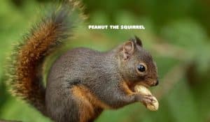 Peanut The Squirrel price