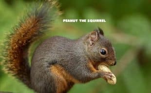 Peanut The Squirrel price