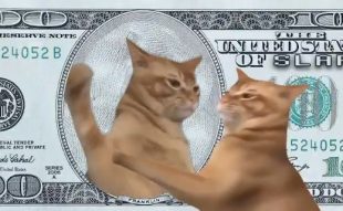 Catslap