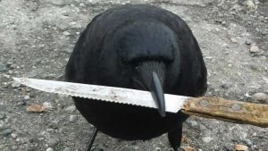 crow with knife price