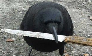 crow with knife price