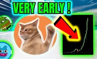 How Catslap Outperformed Expectations and Gave Investors a 4x Return