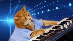 Keyboard Cat price