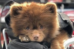 Bertram The Pomeranian price