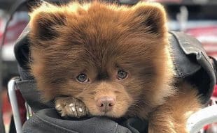 Bertram The Pomeranian price