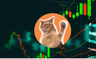 Catslap Price