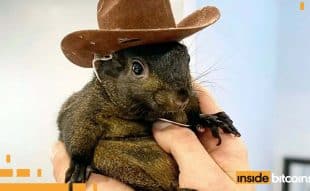 Peanut the Squirrel